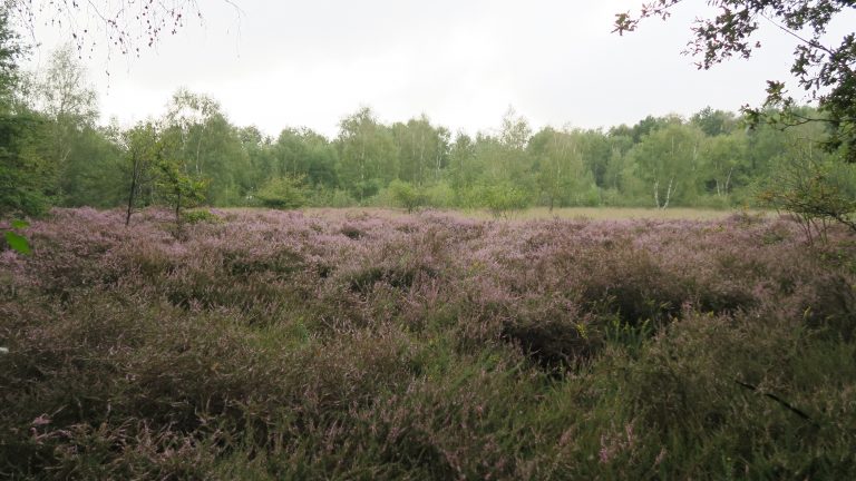 Lire la suite à propos de l’article Les Landes humides de Bord