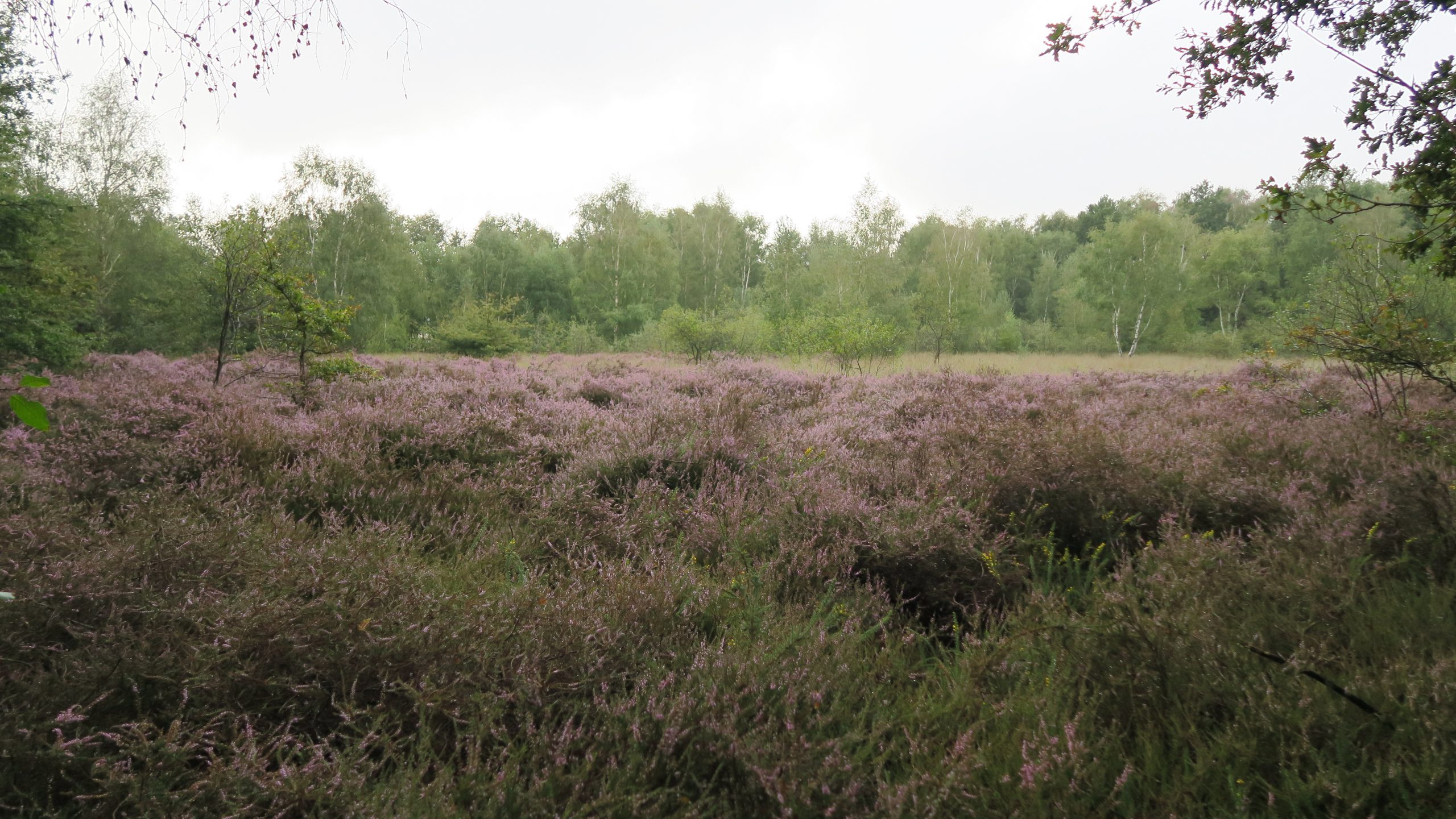 Lire la suite à propos de l’article Les Landes humides de Bord